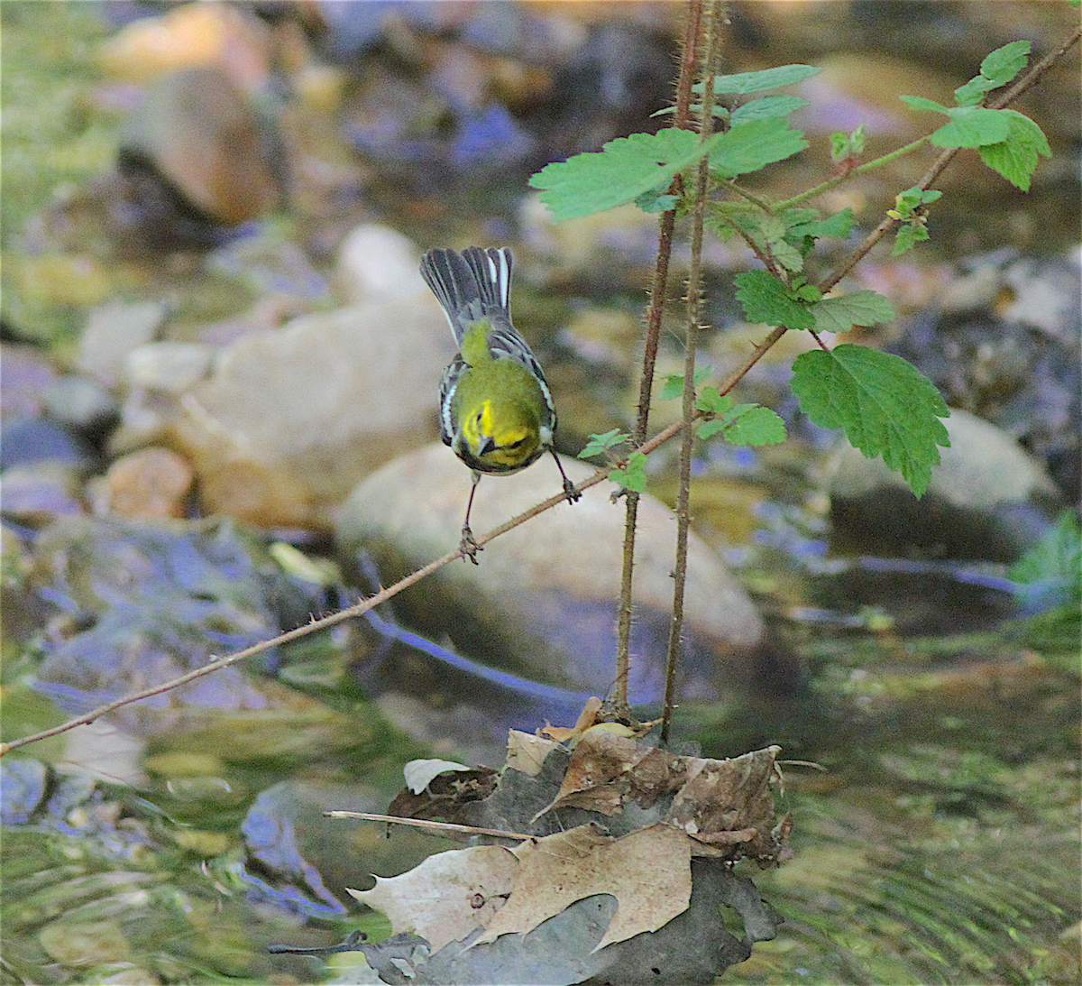 Black-throated Green Warbler - ML140839901