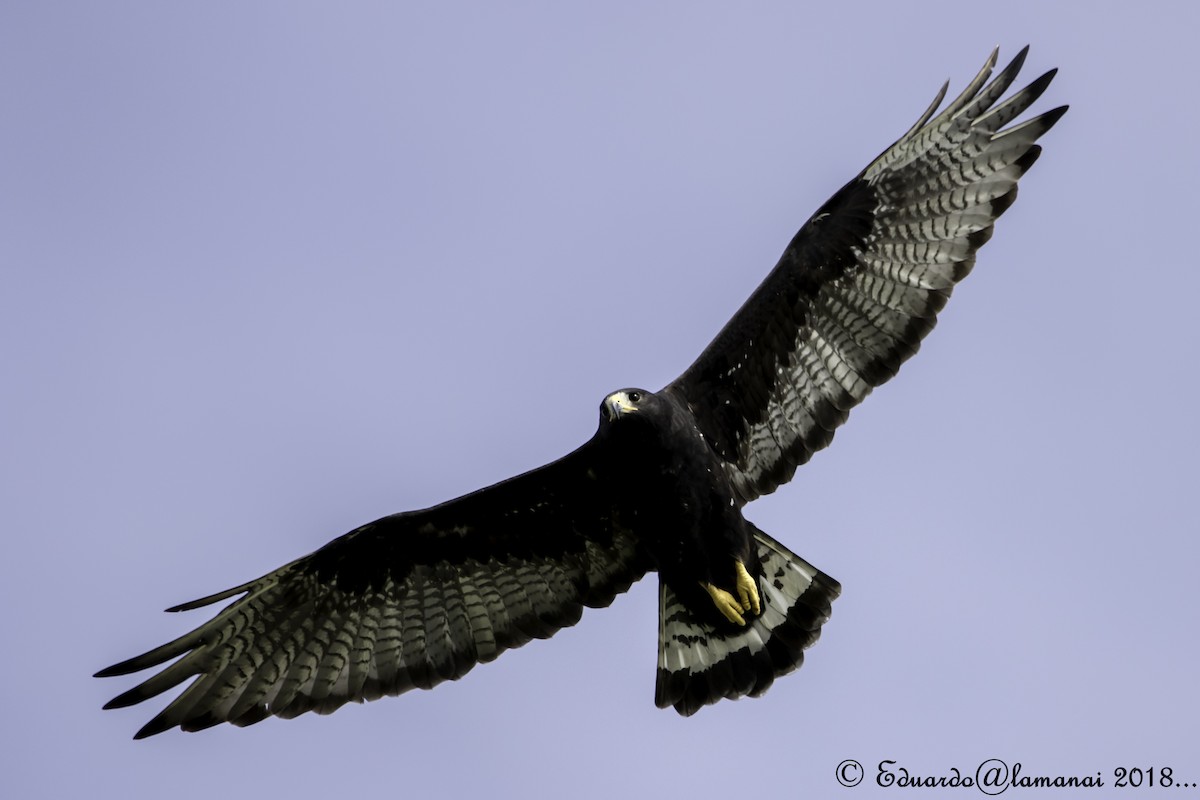 Zone-tailed Hawk - Jorge Eduardo Ruano