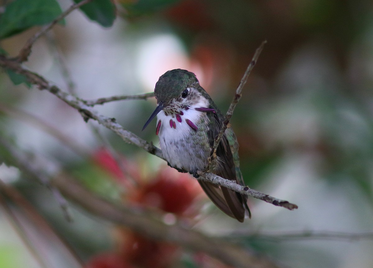 Calliope Hummingbird - ML140843071