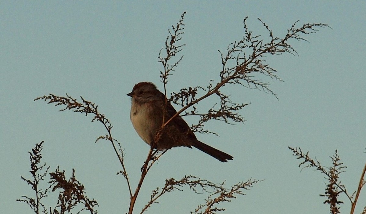 American Tree Sparrow - Kimberly Gross