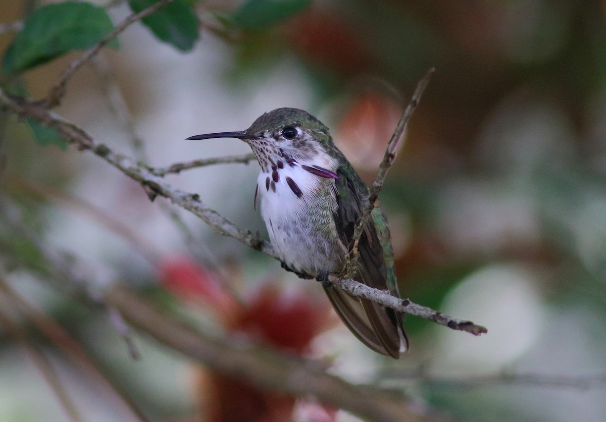 Calliope Hummingbird - ML140843401