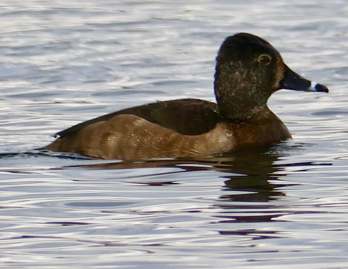 Ring-necked Duck - D/P    Sanford