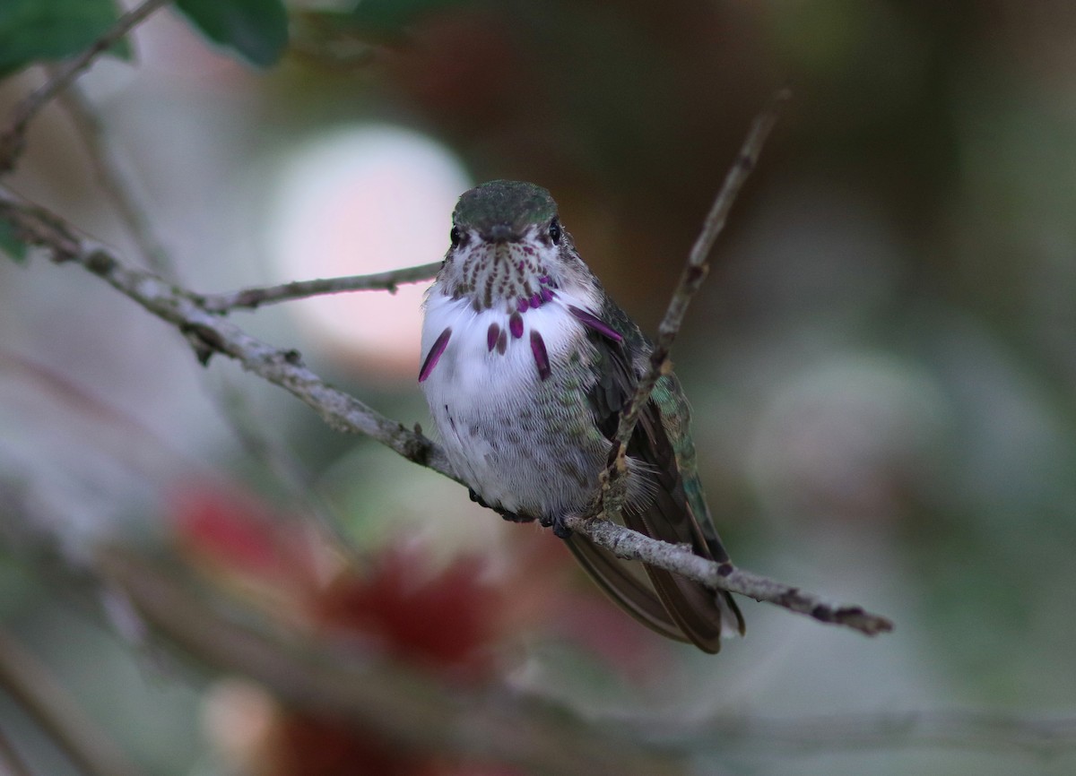 Calliope Hummingbird - John O'Brien
