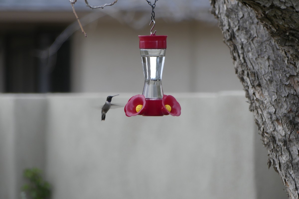 Black-chinned Hummingbird - ML140843721