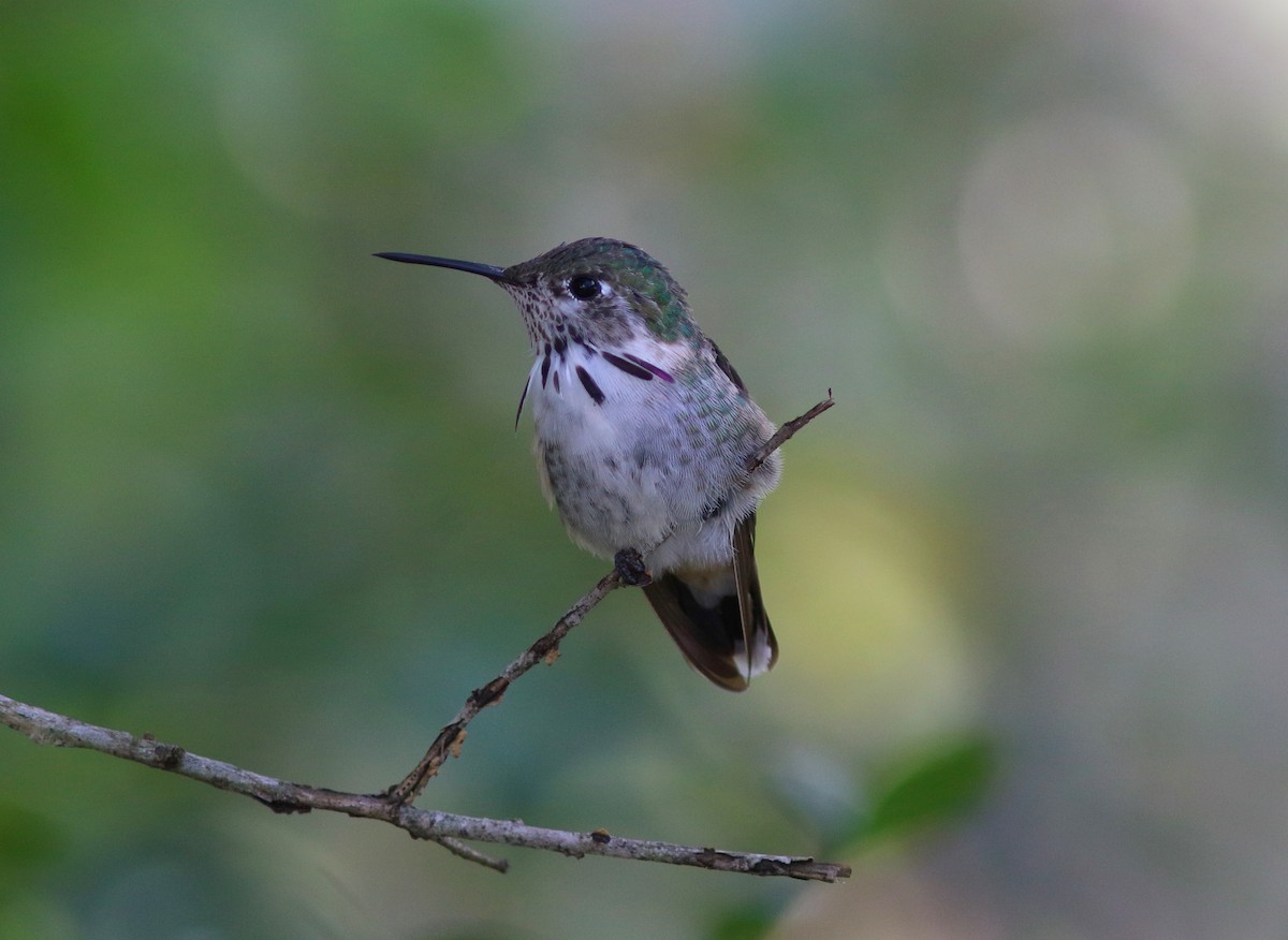 Calliope Hummingbird - ML140843811