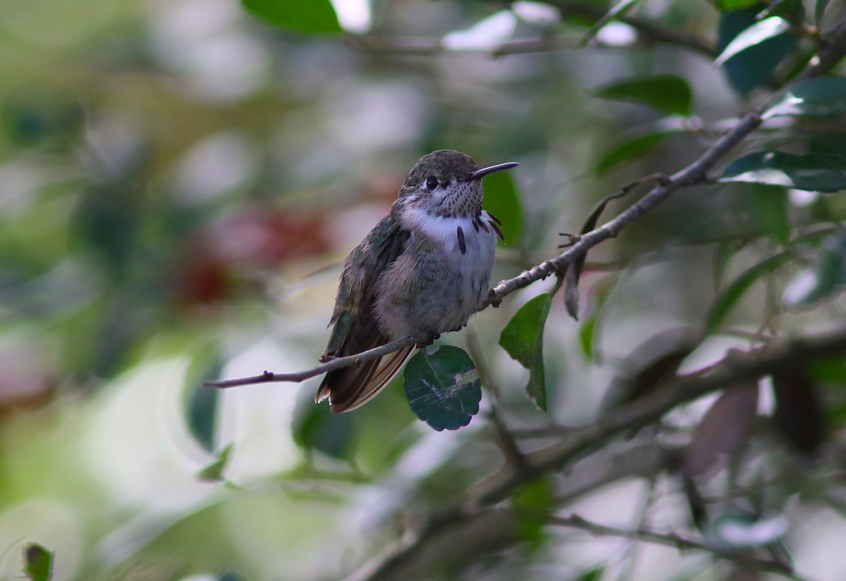 Calliope Hummingbird - ML140843891