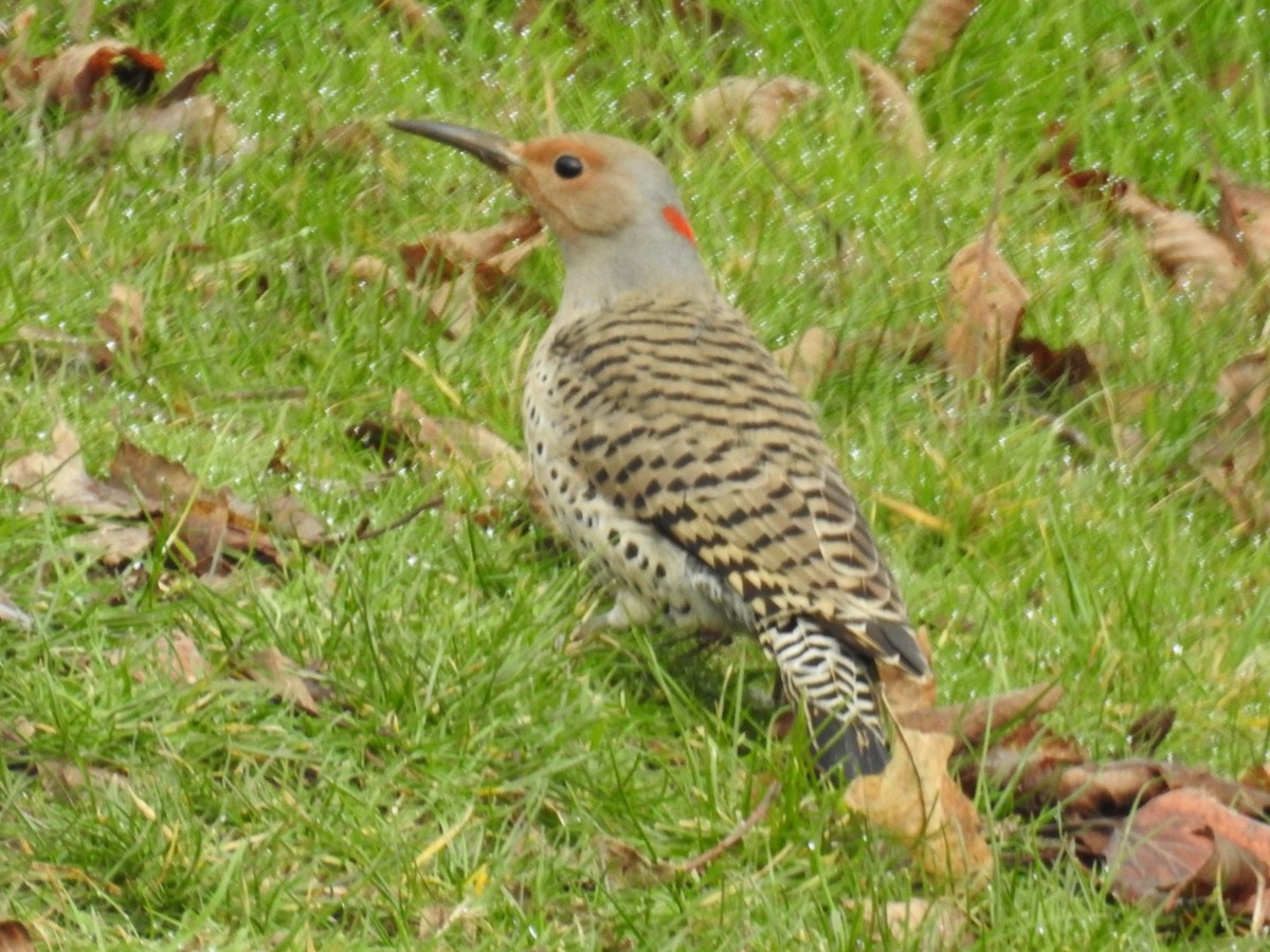 Northern Flicker (Yellow-shafted x Red-shafted) - ML140844121