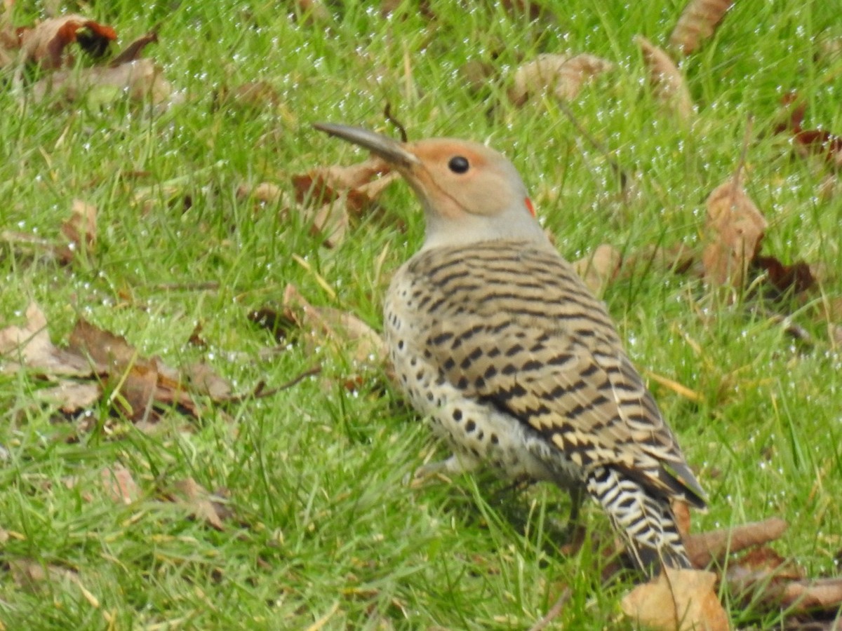 Northern Flicker (Yellow-shafted x Red-shafted) - ML140844131