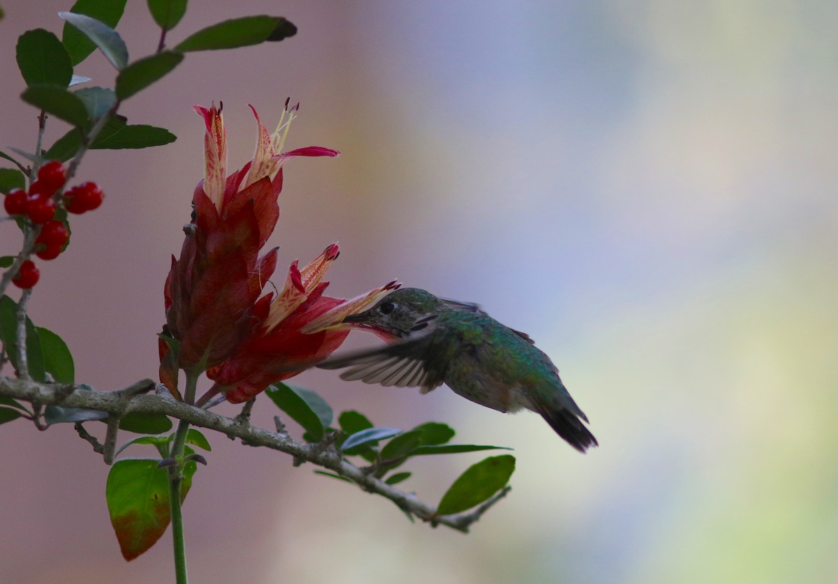 Calliope Hummingbird - ML140844351