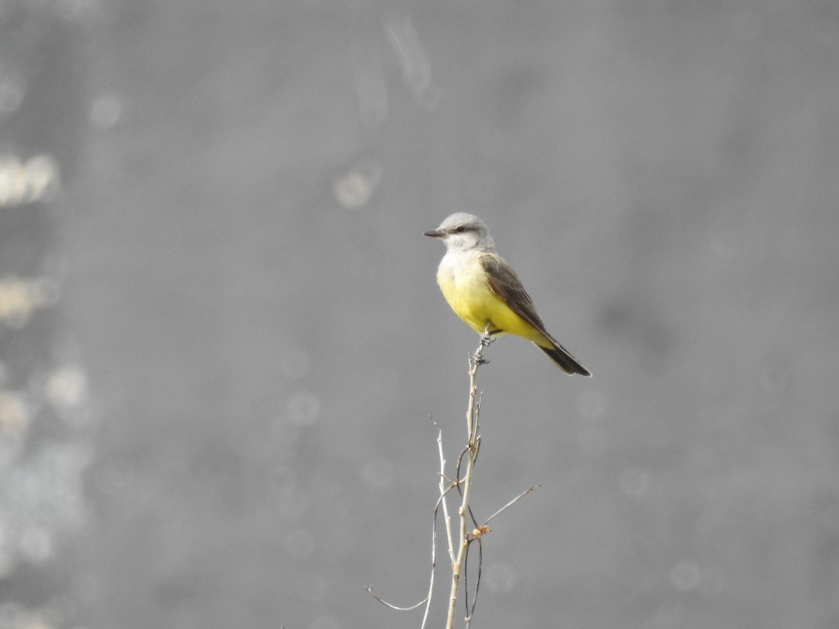 Western Kingbird - Charles Donnelly