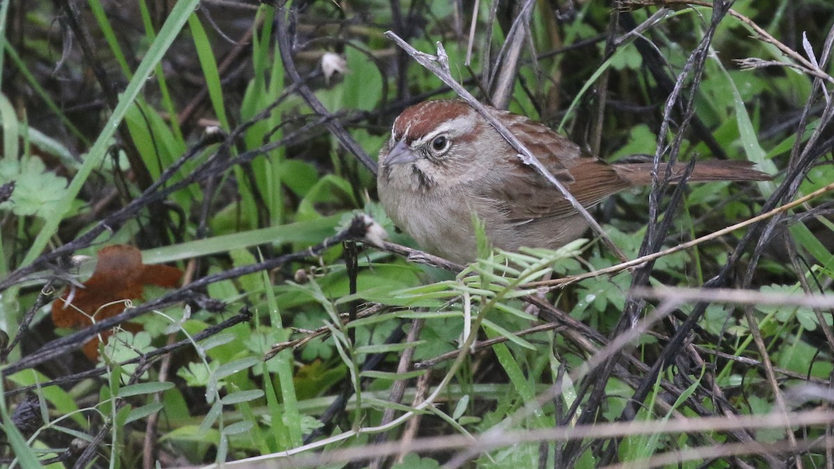 Rufous-crowned Sparrow - Dean LaTray