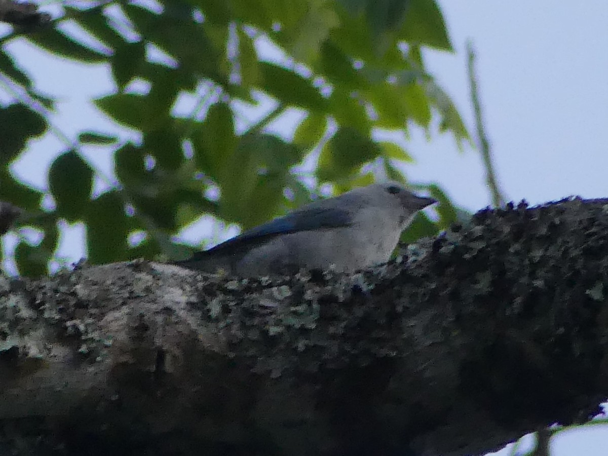 Blue-gray Tanager - ML140846051