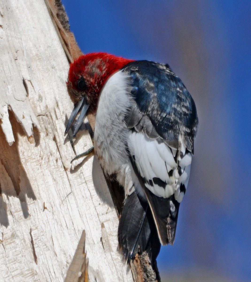 Red-headed Woodpecker - ML140846071