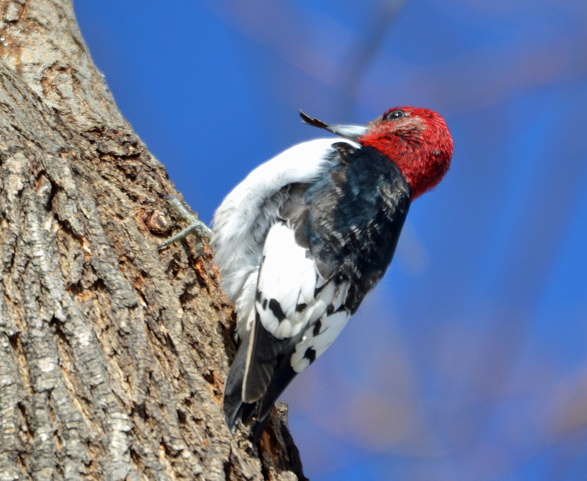 Red-headed Woodpecker - ML140846151