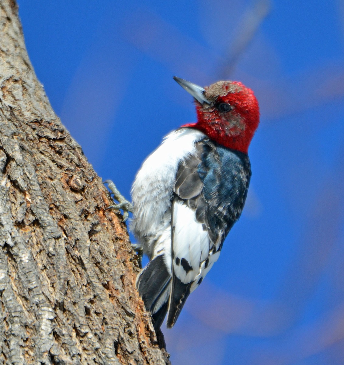 Red-headed Woodpecker - ML140846211