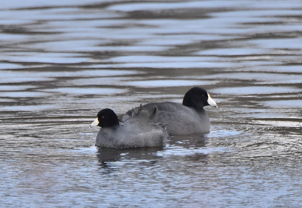 American Coot (Red-shielded) - ML140846301