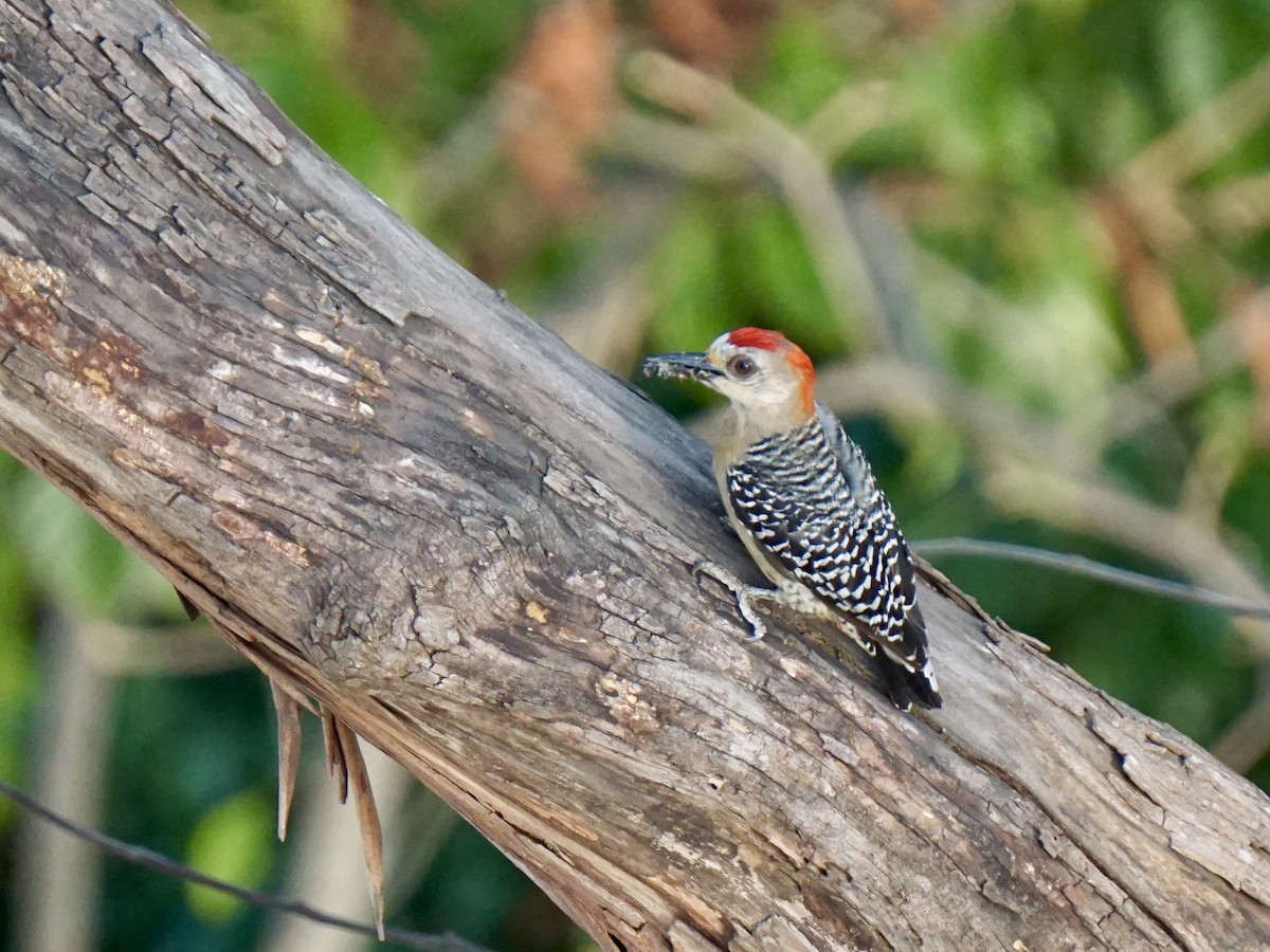 Red-crowned Woodpecker - ML140846341