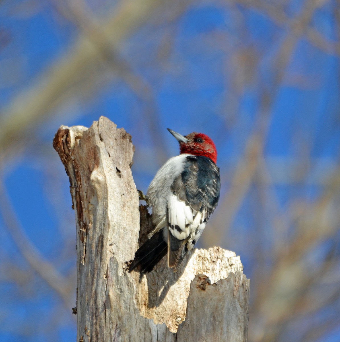 Red-headed Woodpecker - ML140846431