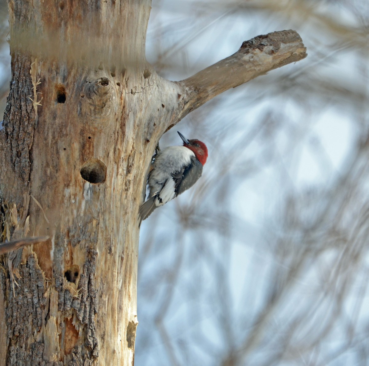Red-headed Woodpecker - ML140846481