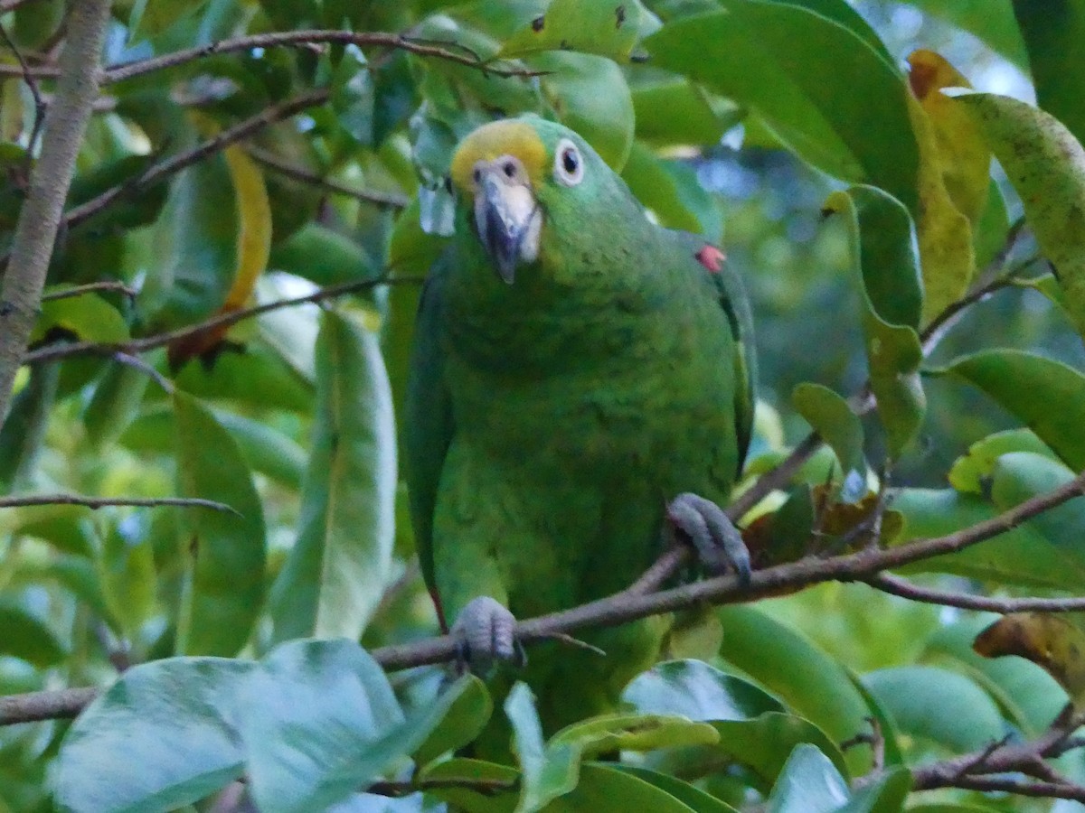 Yellow-crowned Parrot - ML140846631
