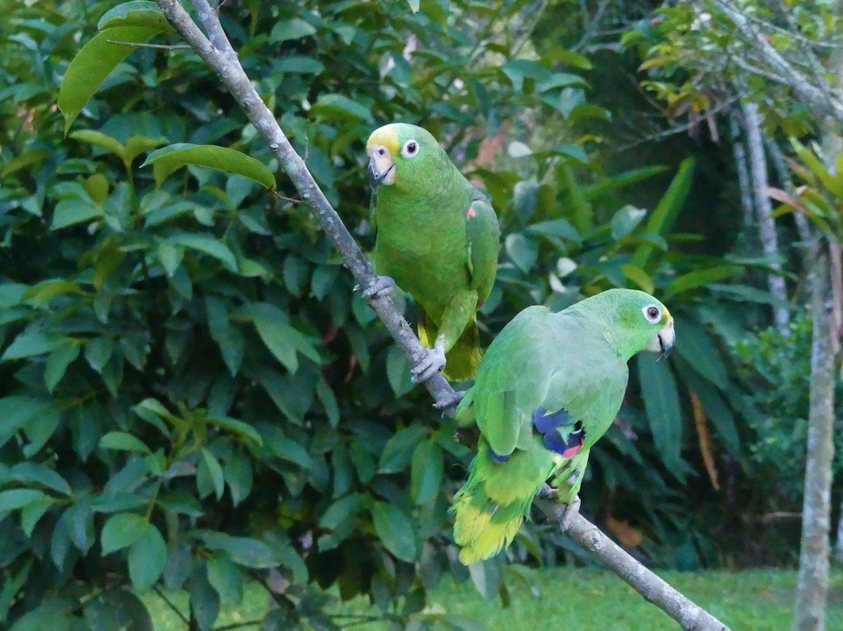 Yellow-crowned Parrot - ML140846691