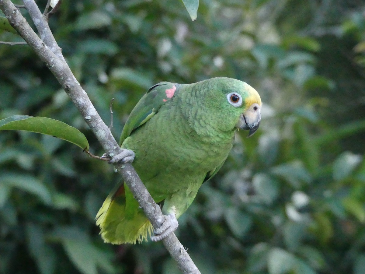 Yellow-crowned Parrot - Estela Quintero-Weldon