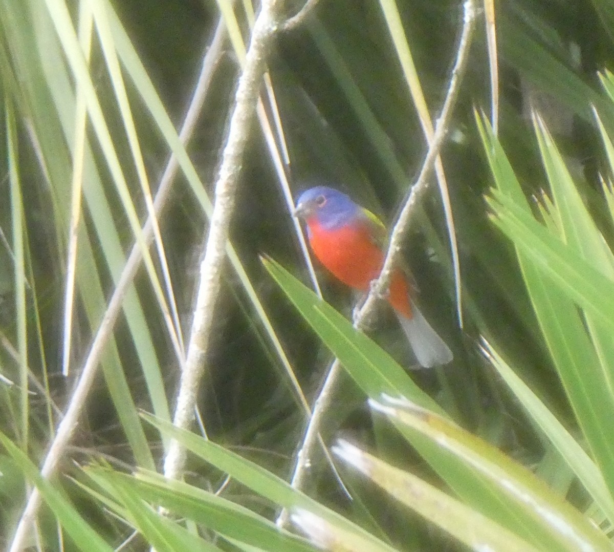 Painted Bunting - ML140846831