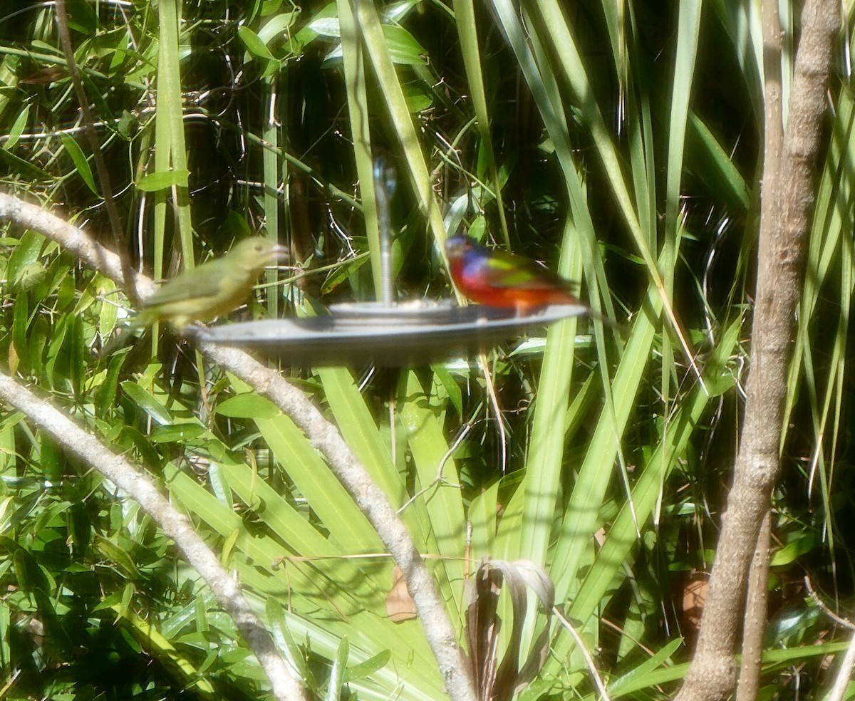 Painted Bunting - ML140846841
