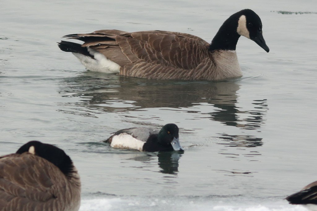 Greater Scaup - ML140846961