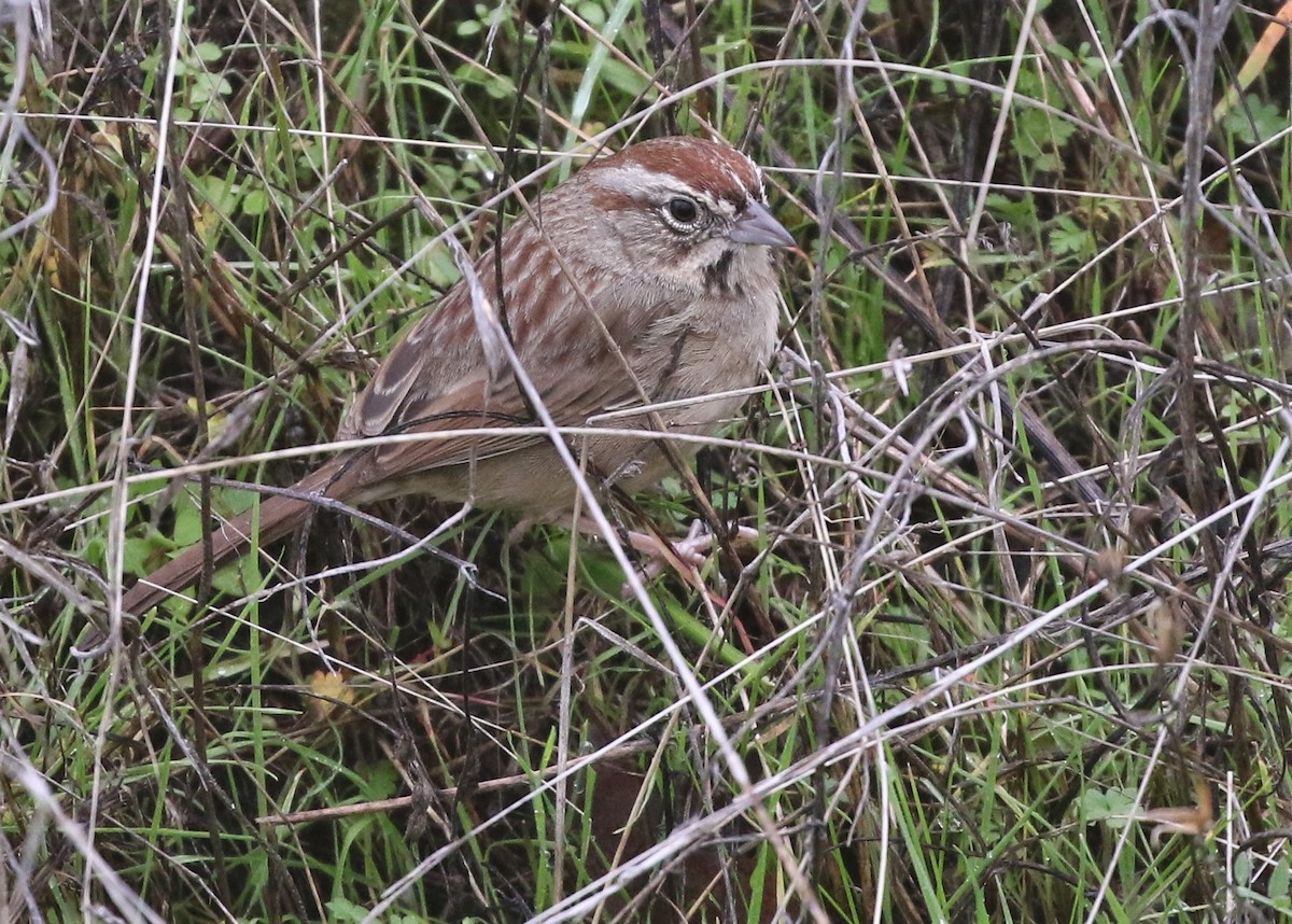 Rufous-crowned Sparrow - Dean LaTray