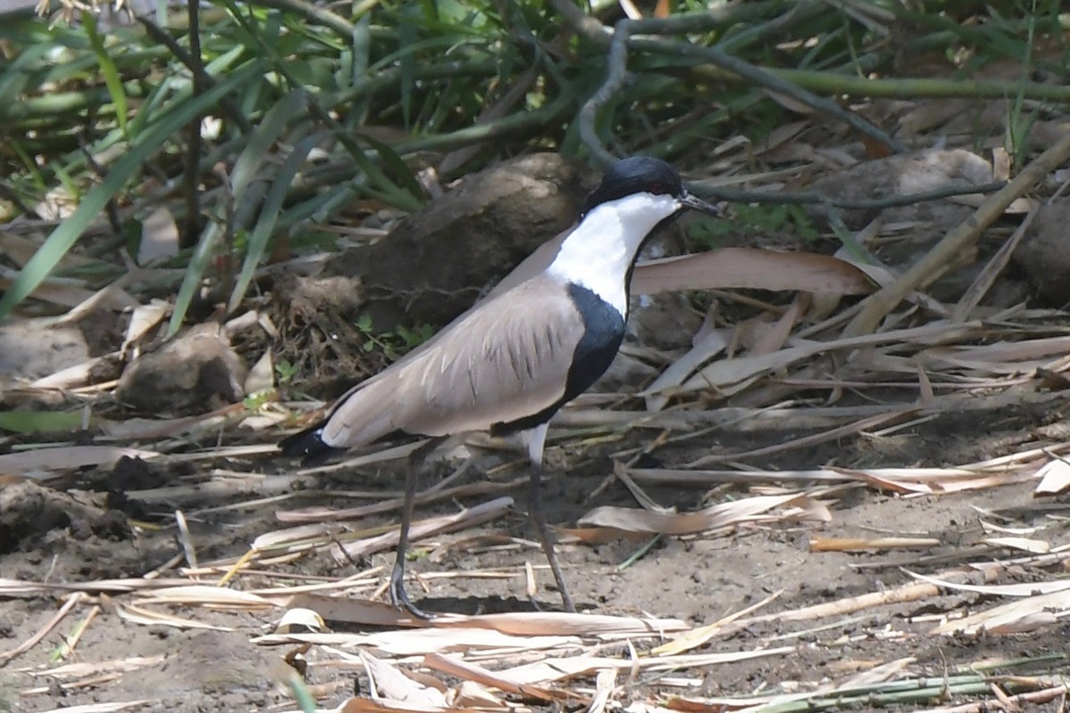 Spur-winged Lapwing - ML140847491