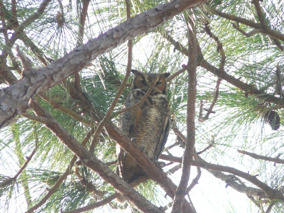 Great Horned Owl - ML140847711
