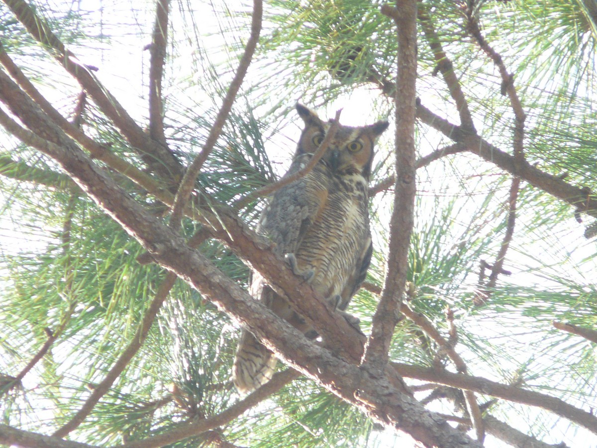 Great Horned Owl - ML140847771