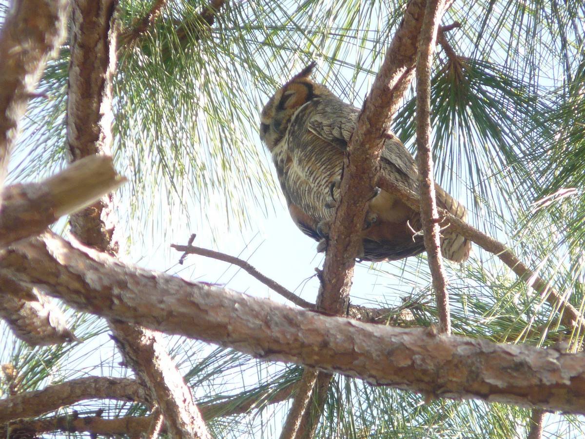 Great Horned Owl - ML140847831