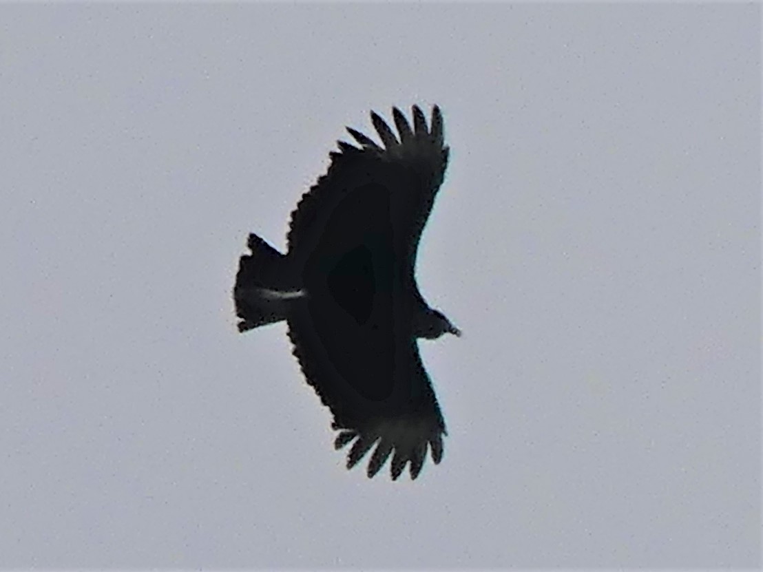 Black Vulture - ML140847901