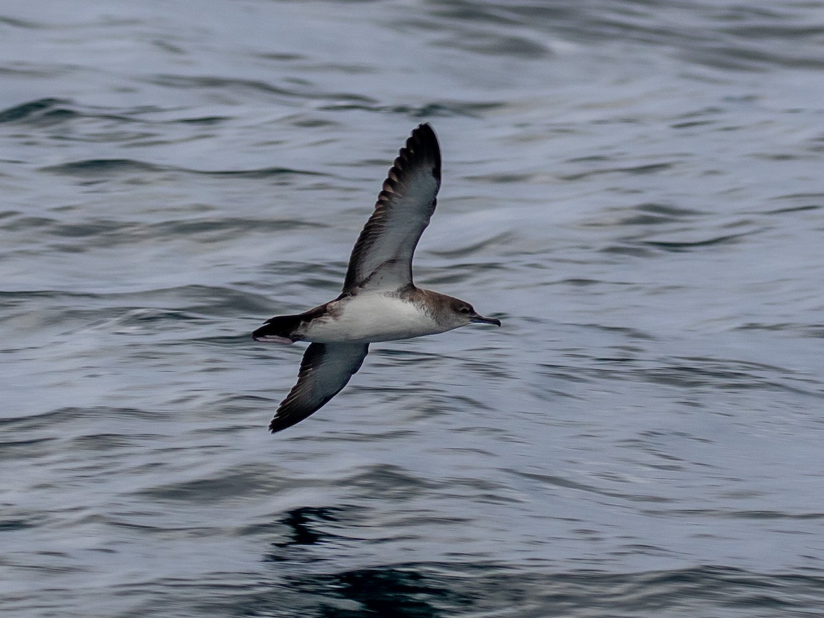 Black-vented Shearwater - Bruce Aird