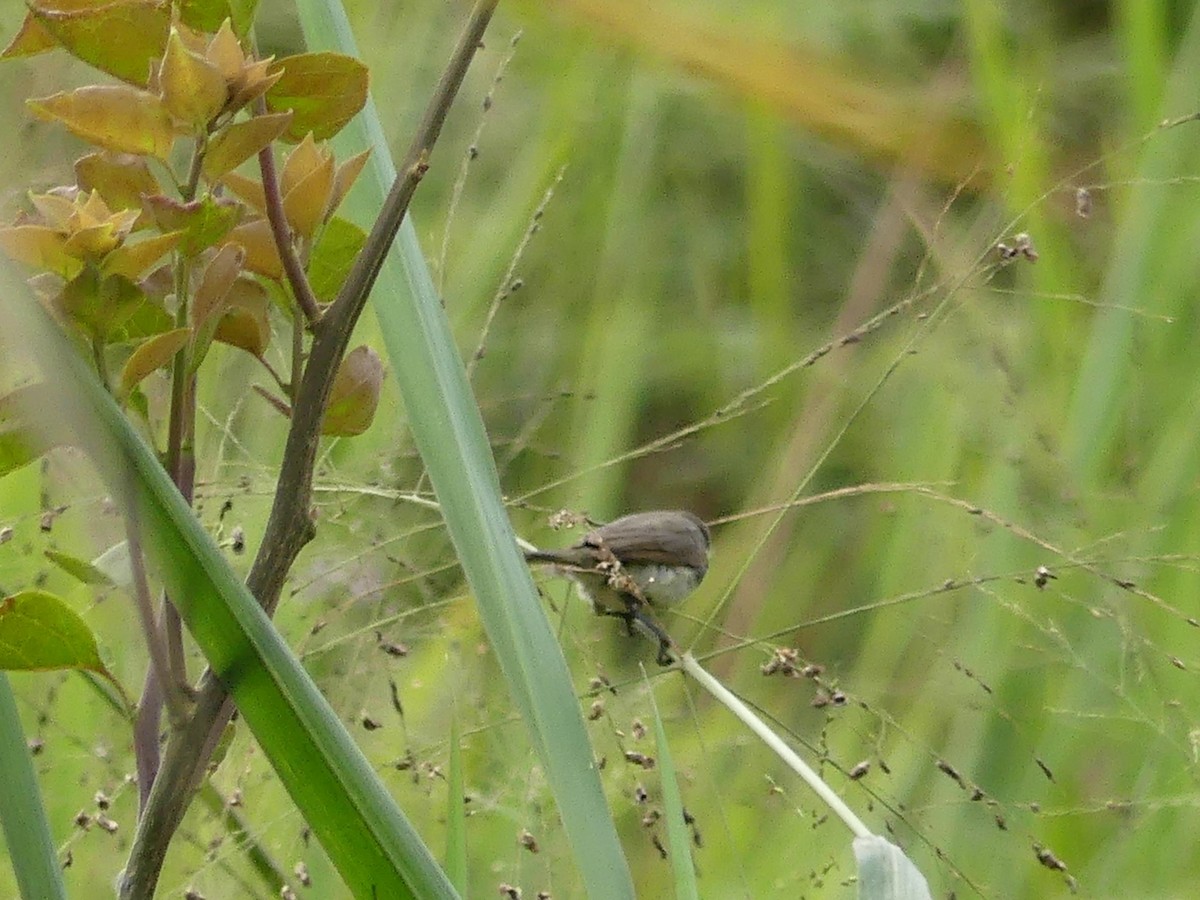 Yellow-bellied Seedeater - ML140849031