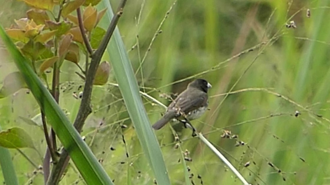 Yellow-bellied Seedeater - ML140849091