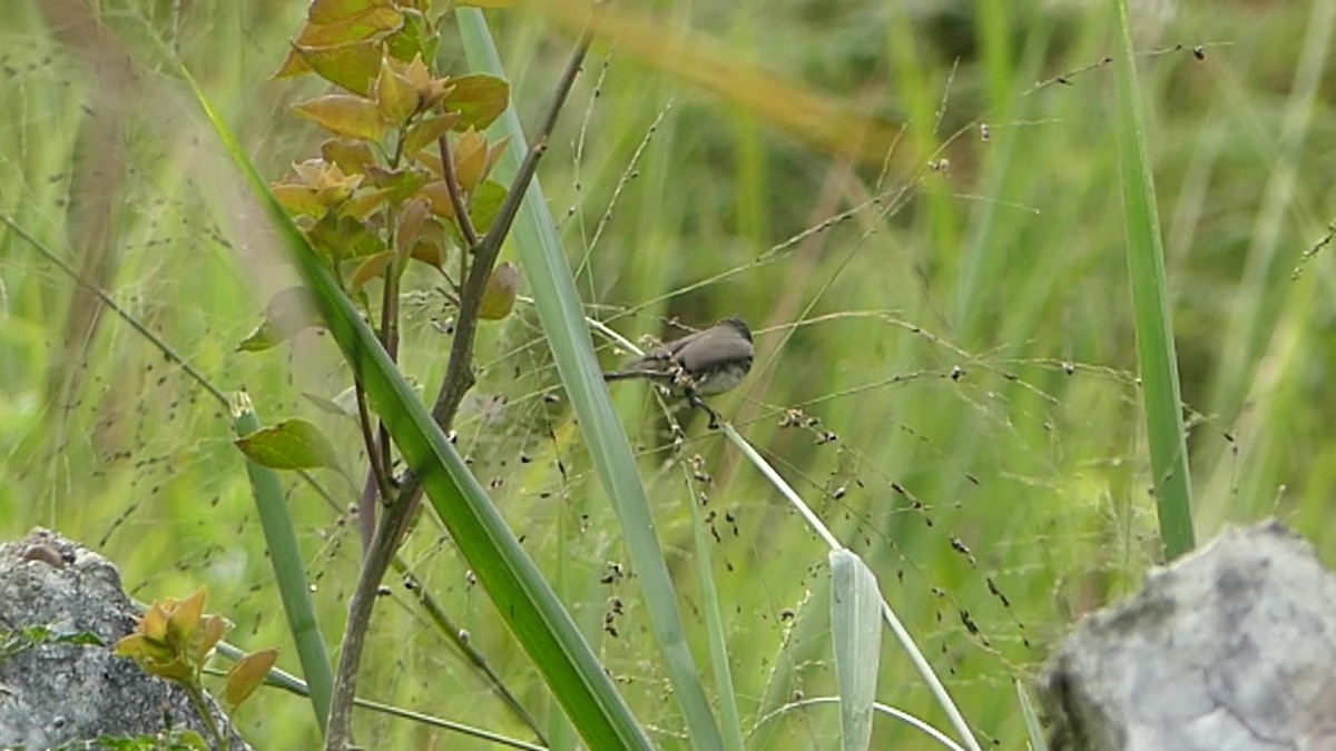 Yellow-bellied Seedeater - ML140849111