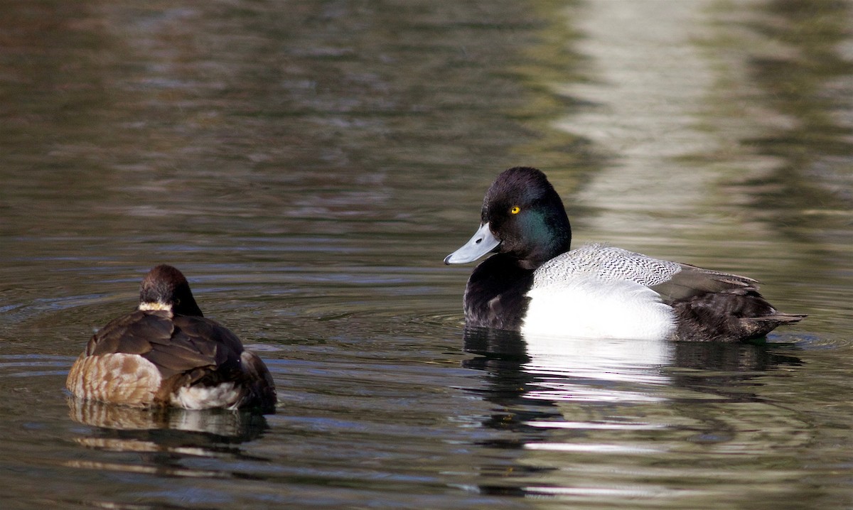 Lesser Scaup - Kathryn Keith