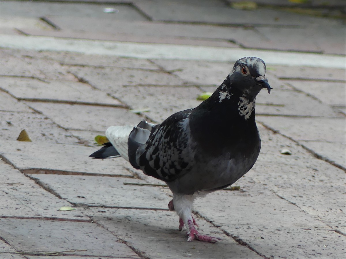 Rock Pigeon (Feral Pigeon) - ML140851991