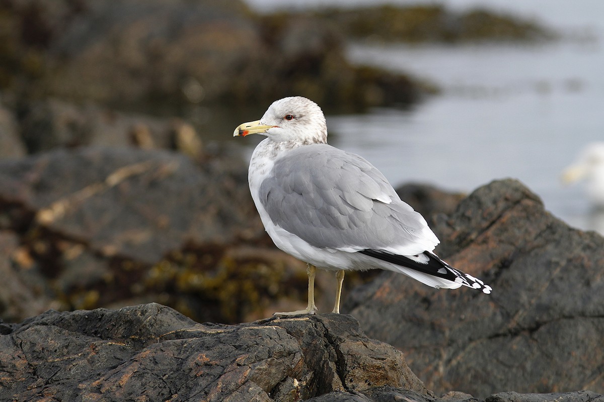 California Gull - Marie O'Shaughnessy