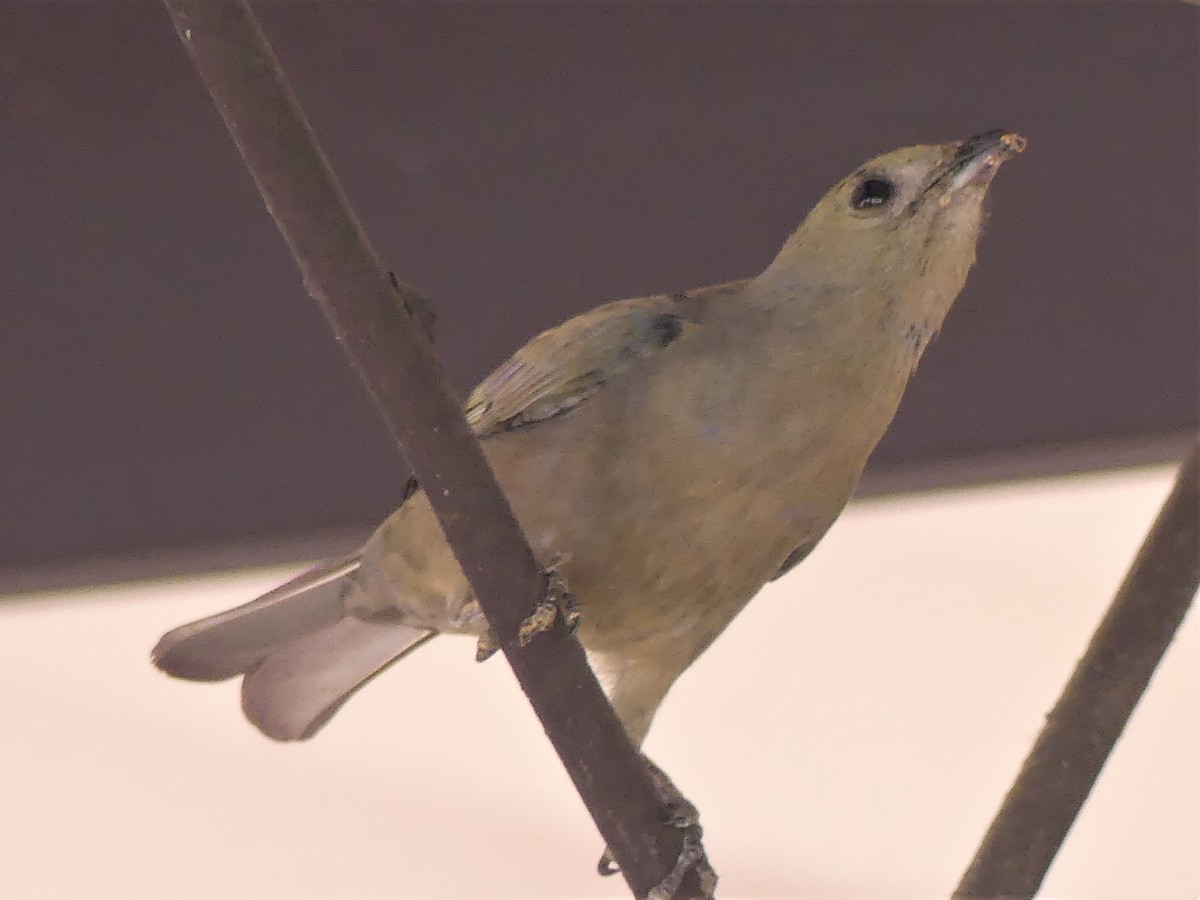 Palm Tanager - ML140853091