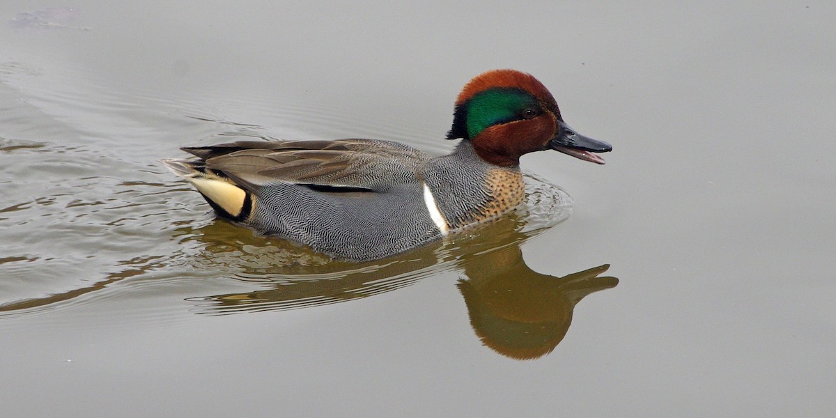 Green-winged Teal - ML140853891