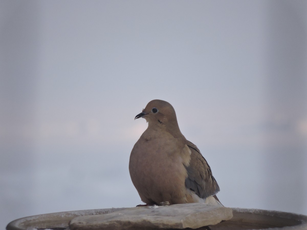 Mourning Dove - Melody Walsh