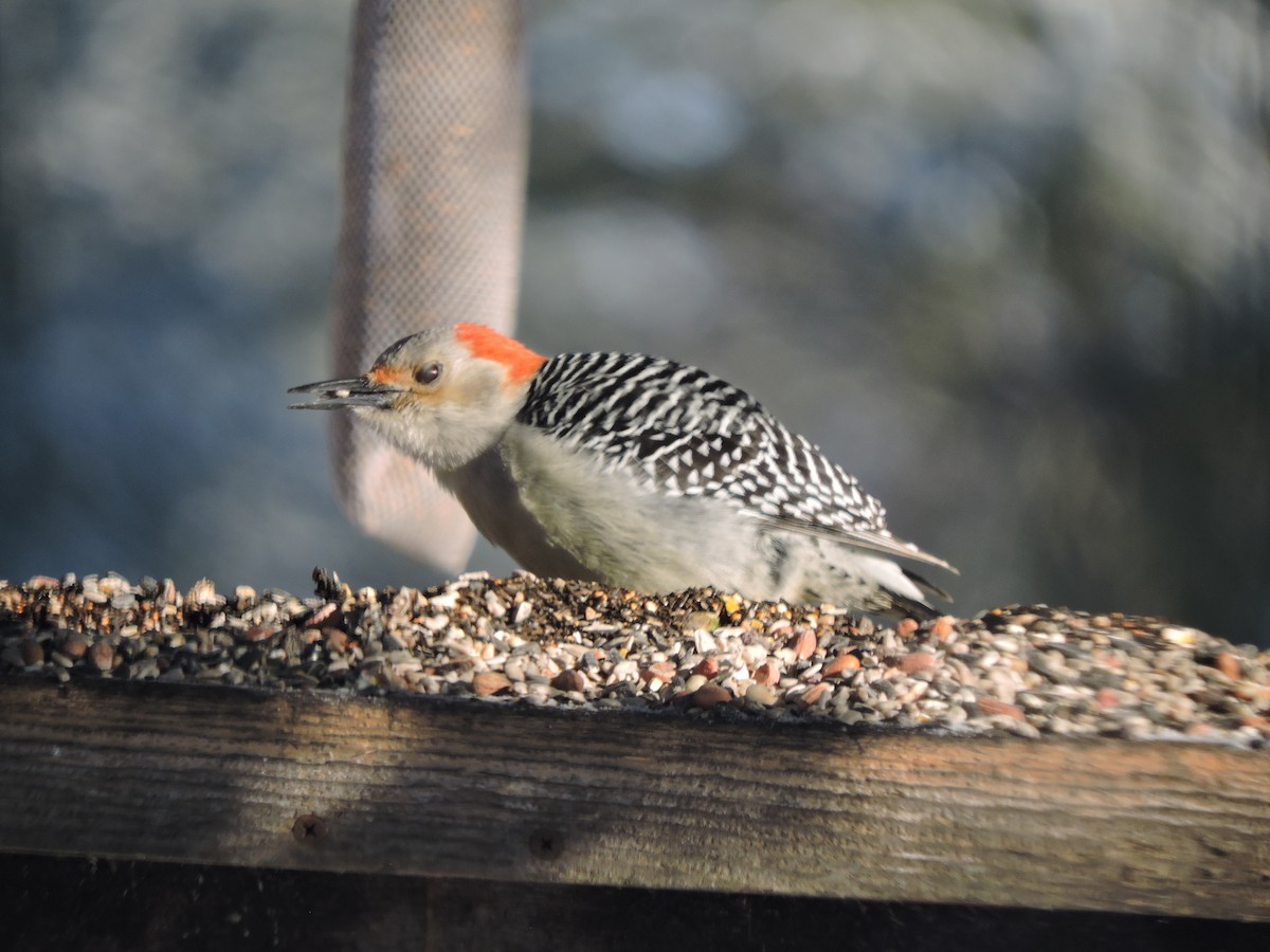 Red-bellied Woodpecker - ML140856071
