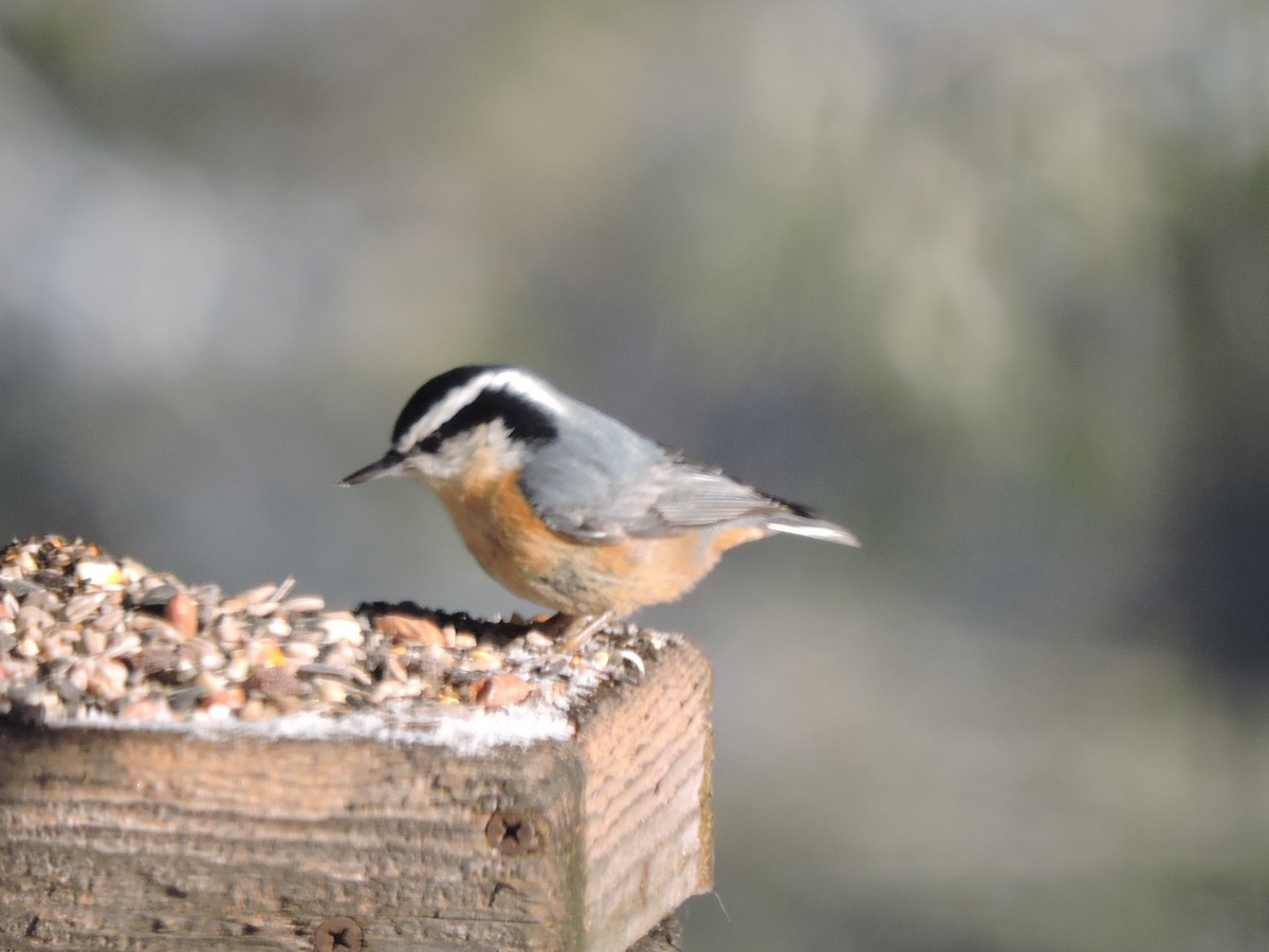 Red-breasted Nuthatch - ML140856901