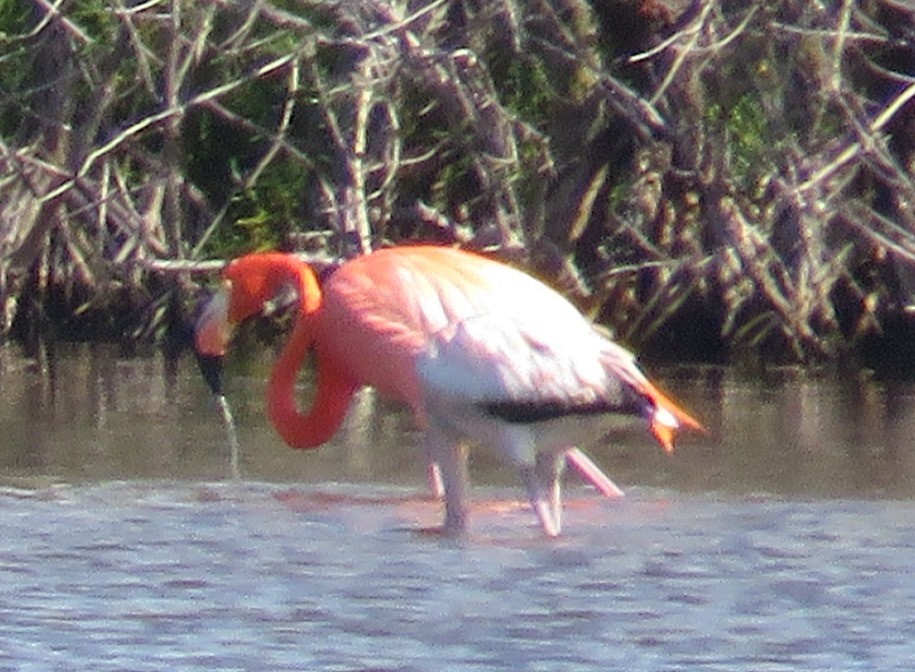 American Flamingo - Jean Boulva