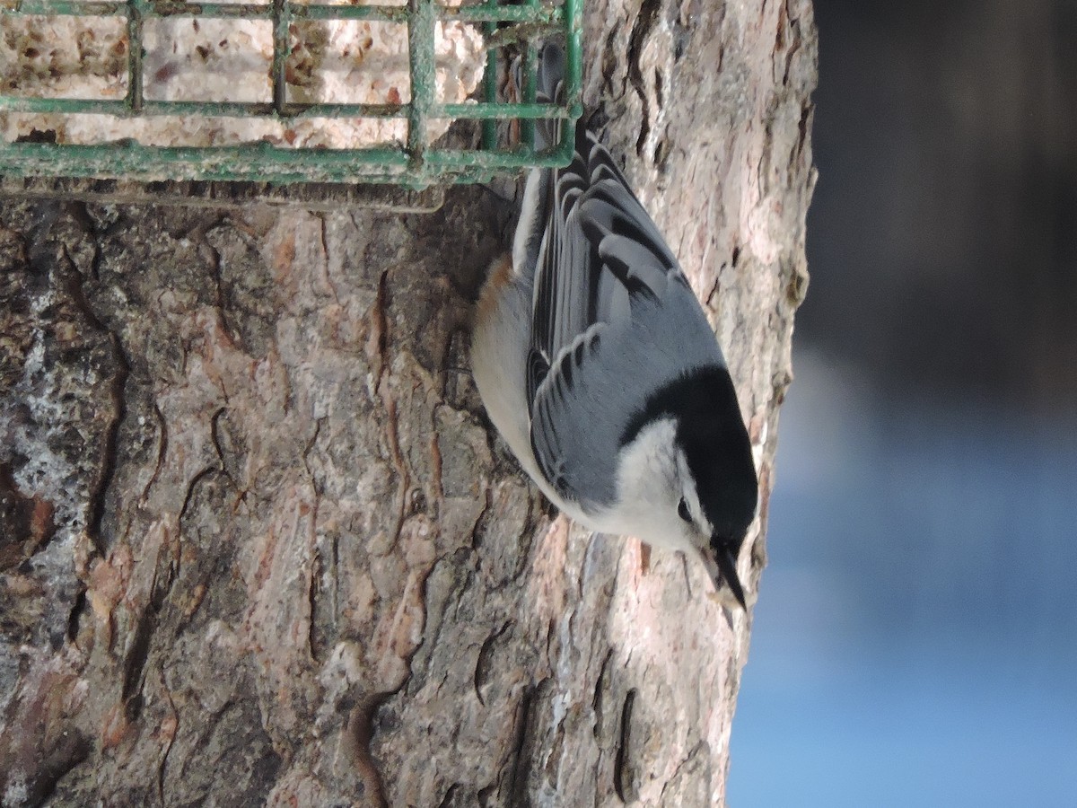 White-breasted Nuthatch - ML140857441