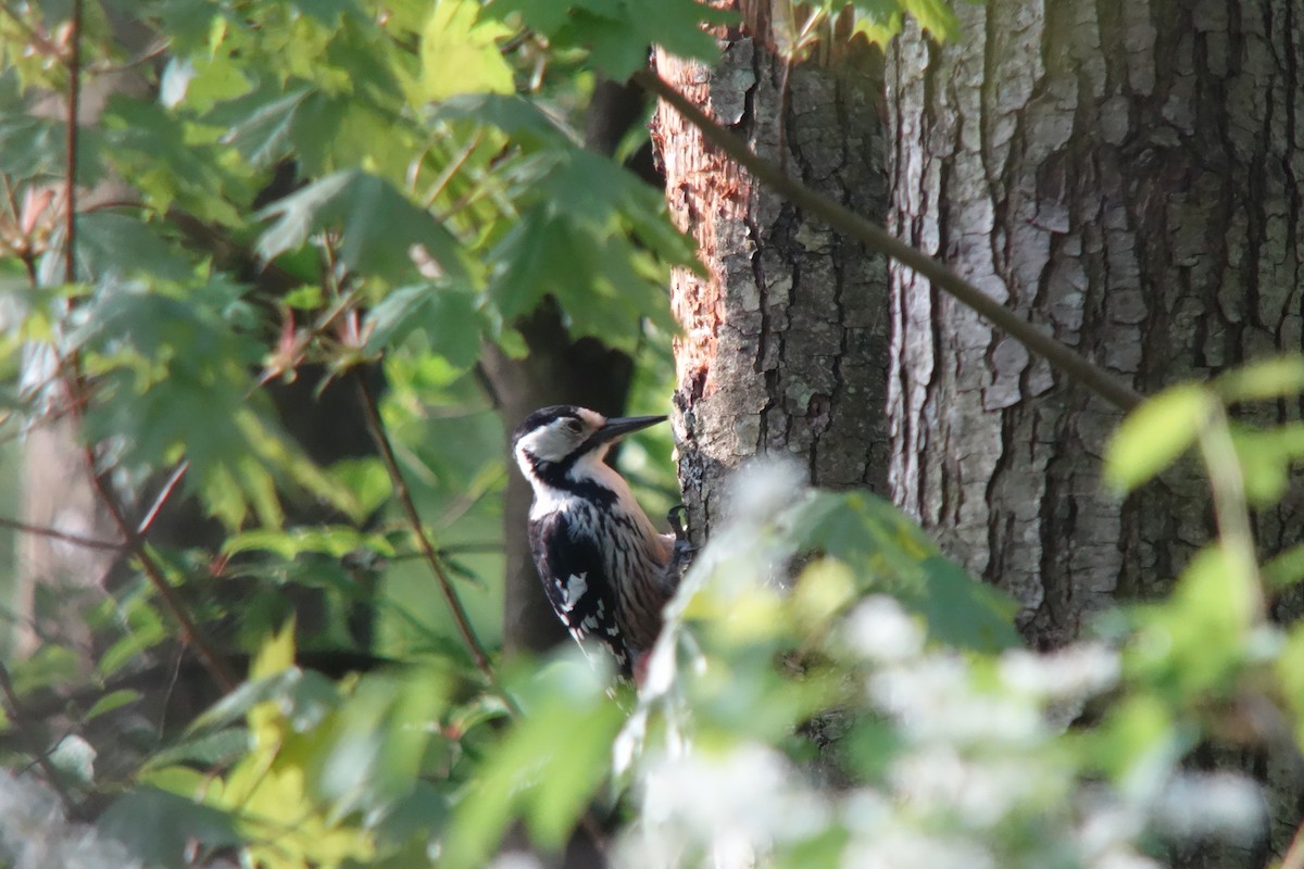 White-backed Woodpecker - ML140859791
